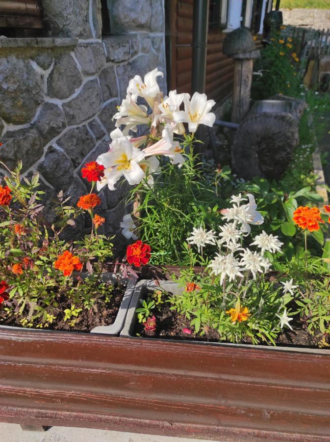 Smucarska Koca Bed & Breakfast Kotlje Екстериор снимка